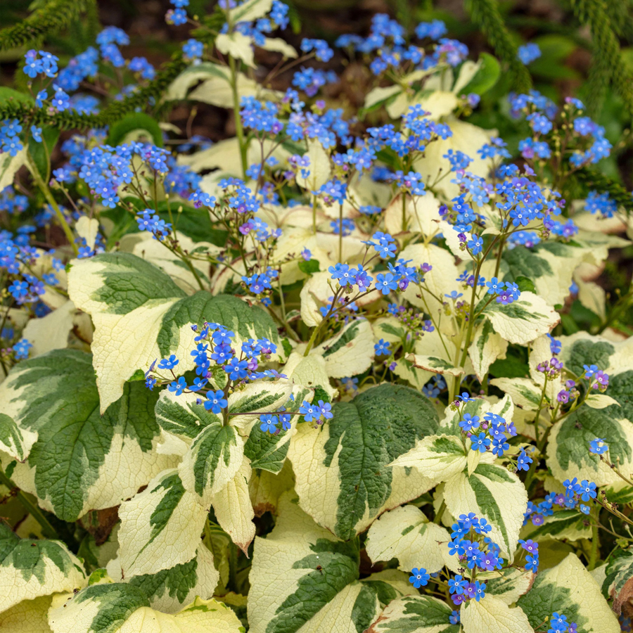 Brunnera macrophylla Kaukázusi nefejcs